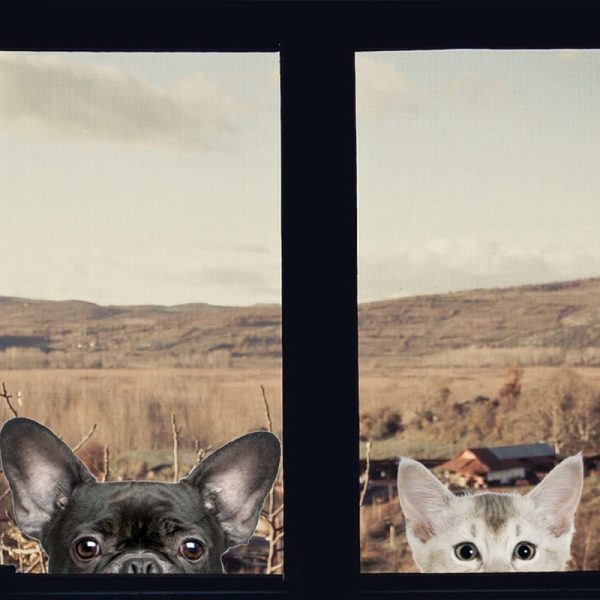 Funny 3D Cat Dog Half a face Peeking car sticker Wall background Art decals decorations cute animal wall stickers for home decor - Image 2